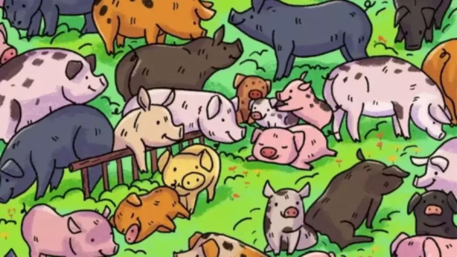 Optical Illusion Find and Seek: Only Eagle Eyes can find the Hippopotamus among these Pigs. Explanation and Solution to the Optical Illusion