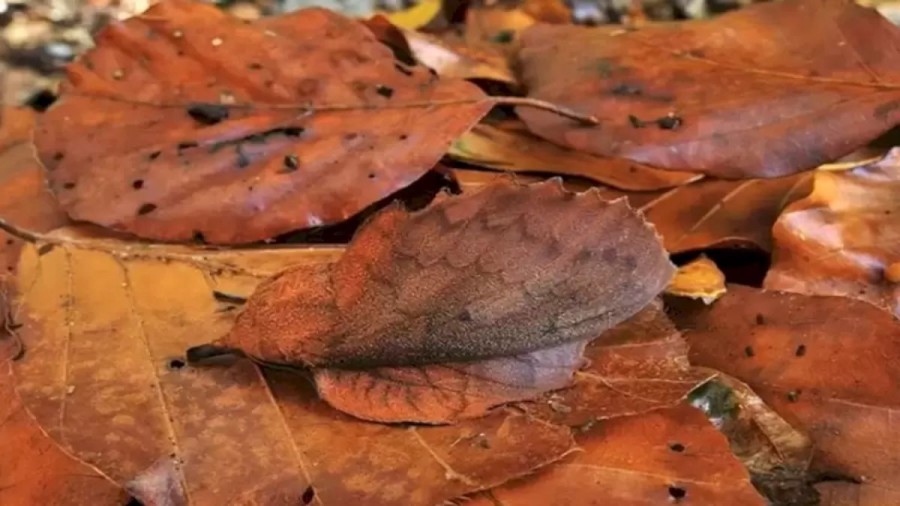 Optical Illusion For IQ Test: Are You Sure You Are Seeing Just Leaves? There Is A Mappet Leaf Moth Hidden In The Image. Can You Spot It?
