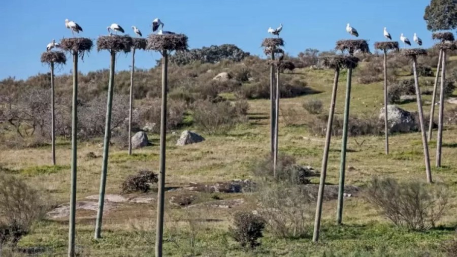 Optical Illusion For IQ Test: It Is Not Just A Flock Of Storks, There Is A Hidden Pelican Among Them. Can You Spot It?