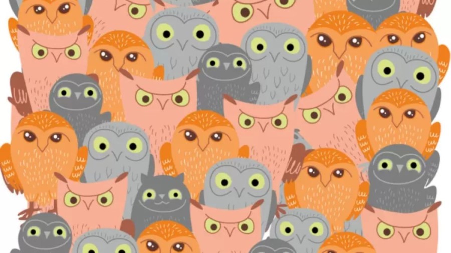 Optical Illusion For Visual Test: You Have Hawkeyes If You Detect The Cat Among These Owls In Less Than 17 Seconds