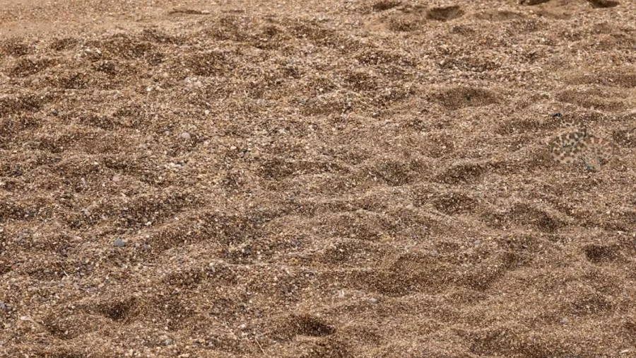 Optical Illusion Hide And Seek: It Is Impossible To Spot The Perfectly Camouflaged Sand Viper In This Image. Do You Want To Try?