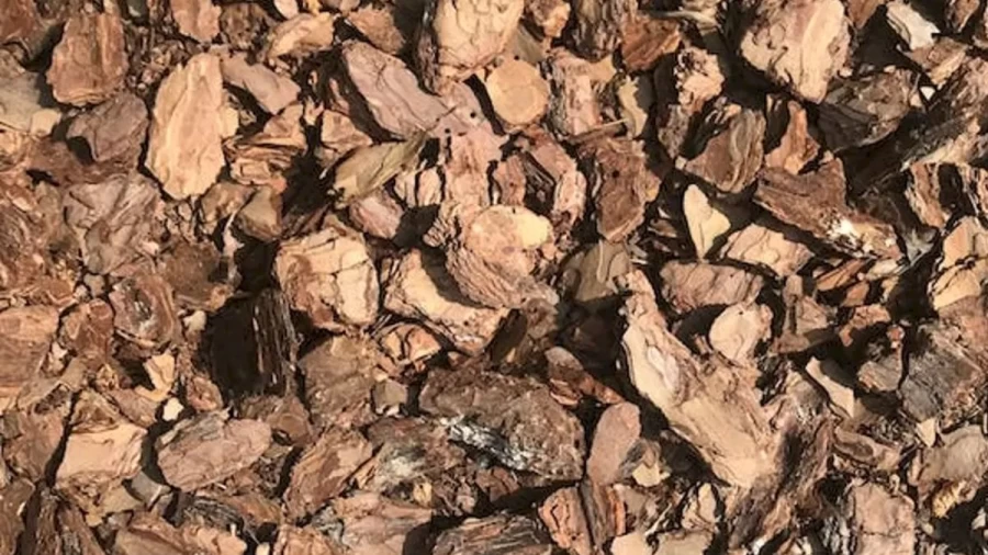 Optical Illusion Hide And Seek: There Is A Well Camouflaged Frog In This Picture. Can You Spot It In Less Than 19 Seconds?