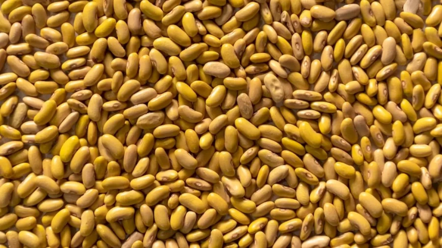 Optical Illusion IQ Test: Within 15 Seconds, Can You Spot The Groundnut Among These Beans?
