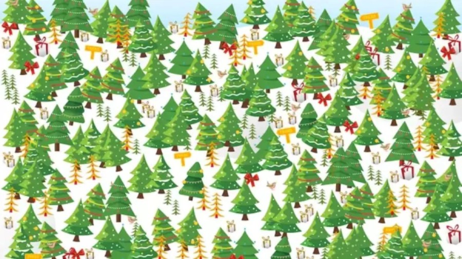 Optical Illusion Puzzle: Can You Find the Star Topped Christmas tree?