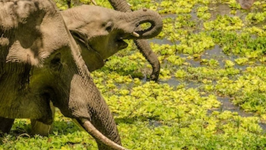 Optical Illusion: Save These Elephants From The Well Camouflaged Alligataor. Can You Spot The Alligator?