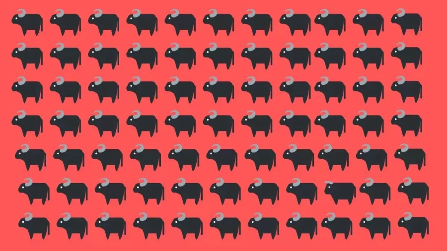 Optical Illusion To Test Your Eyes! Identify The Bull Among These Buffaloes Within 14 Seconds