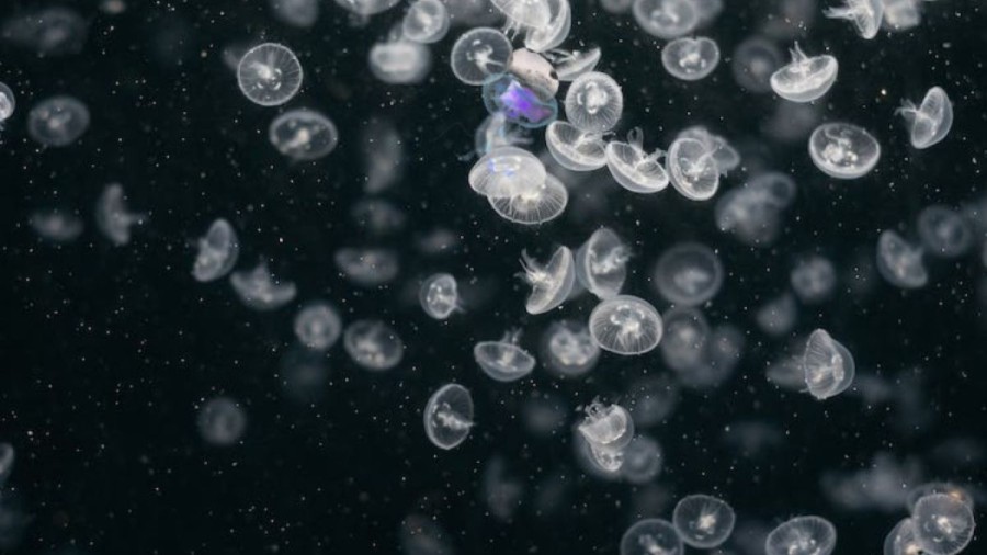 Optical Illusion Visual Test: Can You Locate The Mushroom Among The Jellyfish In 10 Seconds?