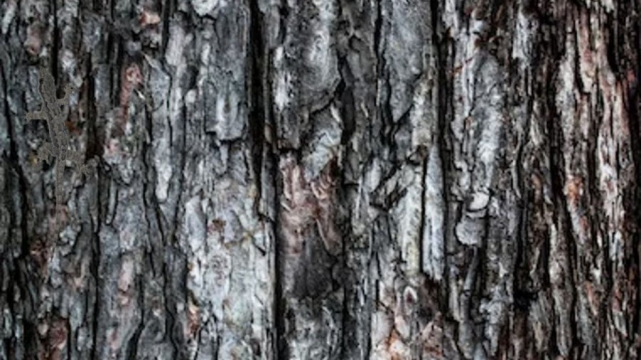 Optical Illusion: You Need Keen Eyes To Spot The Lizard In This Tree