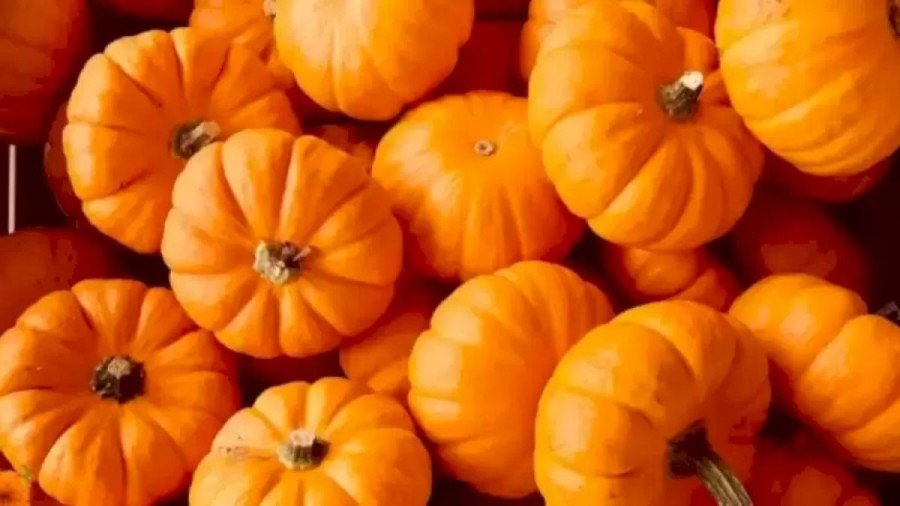 Optical Illusion to Test Your Vision: Can you spot a Flower among the Pumpkins?