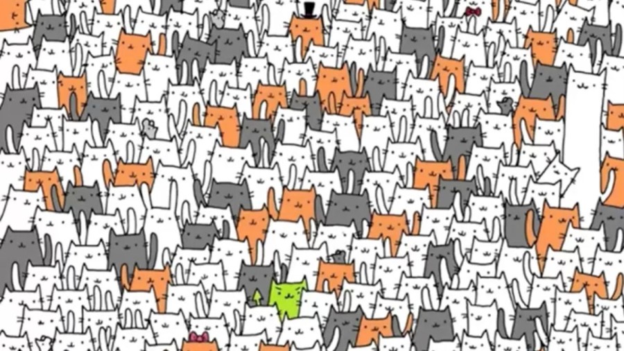 Optics: If You Have Eagle Eyes Find Bunny among Cats within 12 Seconds