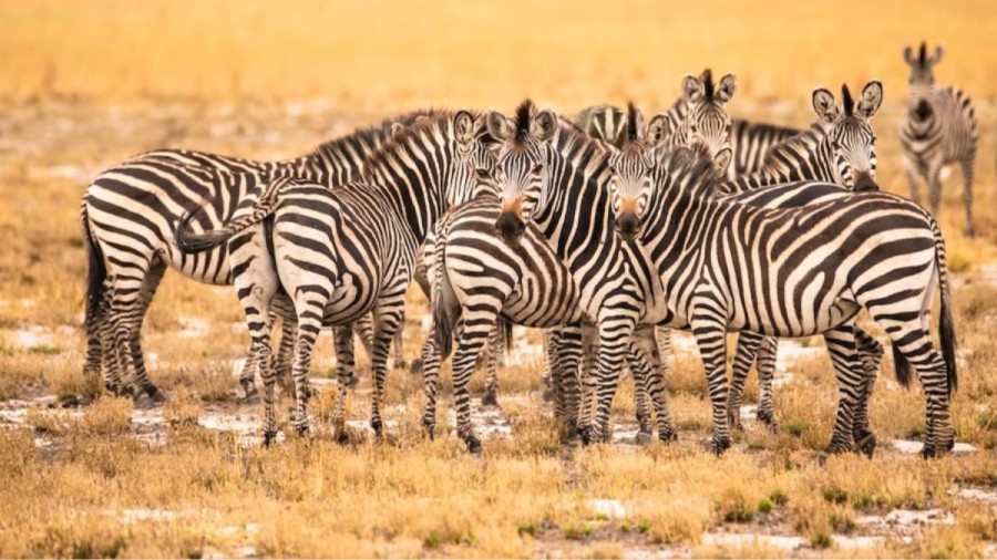 This Optical Illusion Will Test Your Eyes! Is That A Badger? You Will Be Surprised After Knowing The Location Of Badger Among These Zebras