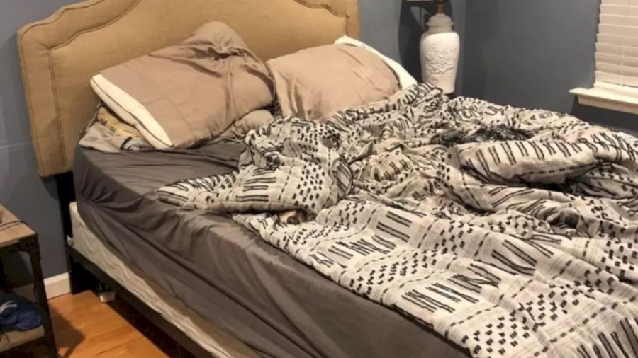 This Room Has A Dogs Smell. But Where Is The Dog In This Optical Illusion? Can You Spot It?