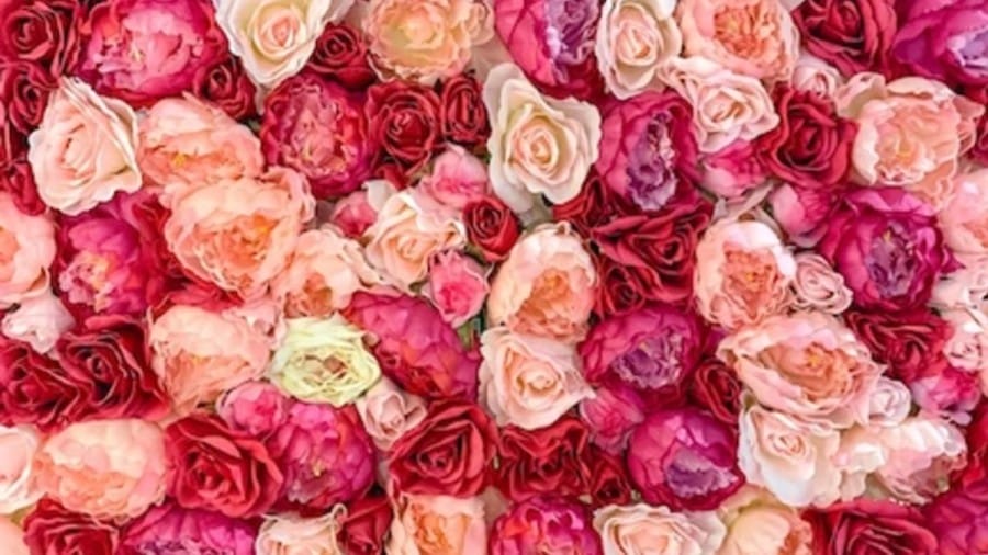 Valentine’s Day Optical Illusion: Only Romantic People Can Find The Heart Among These Roses Within 18 Seconds. Can You?