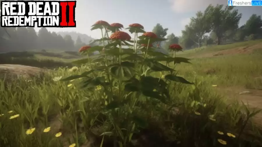 Where to Find American Ginseng RDR2? RDR2 Online American Ginseng Location