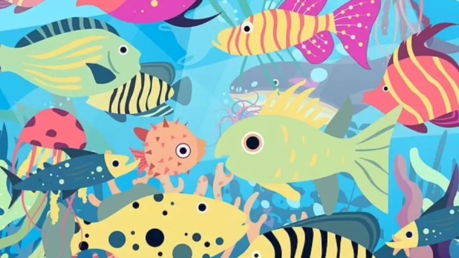 You are a Brilliant If You Find the Plastic Bag Among these Fishes in this Optical Illusion in Less than 12 Seconds